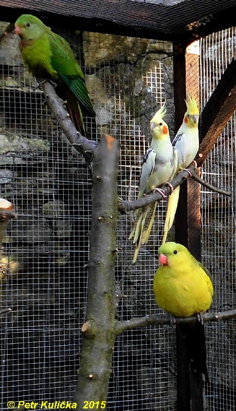 Papoušci  2015 (3)