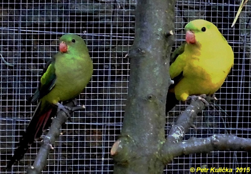 Papoušci  2015 (6)